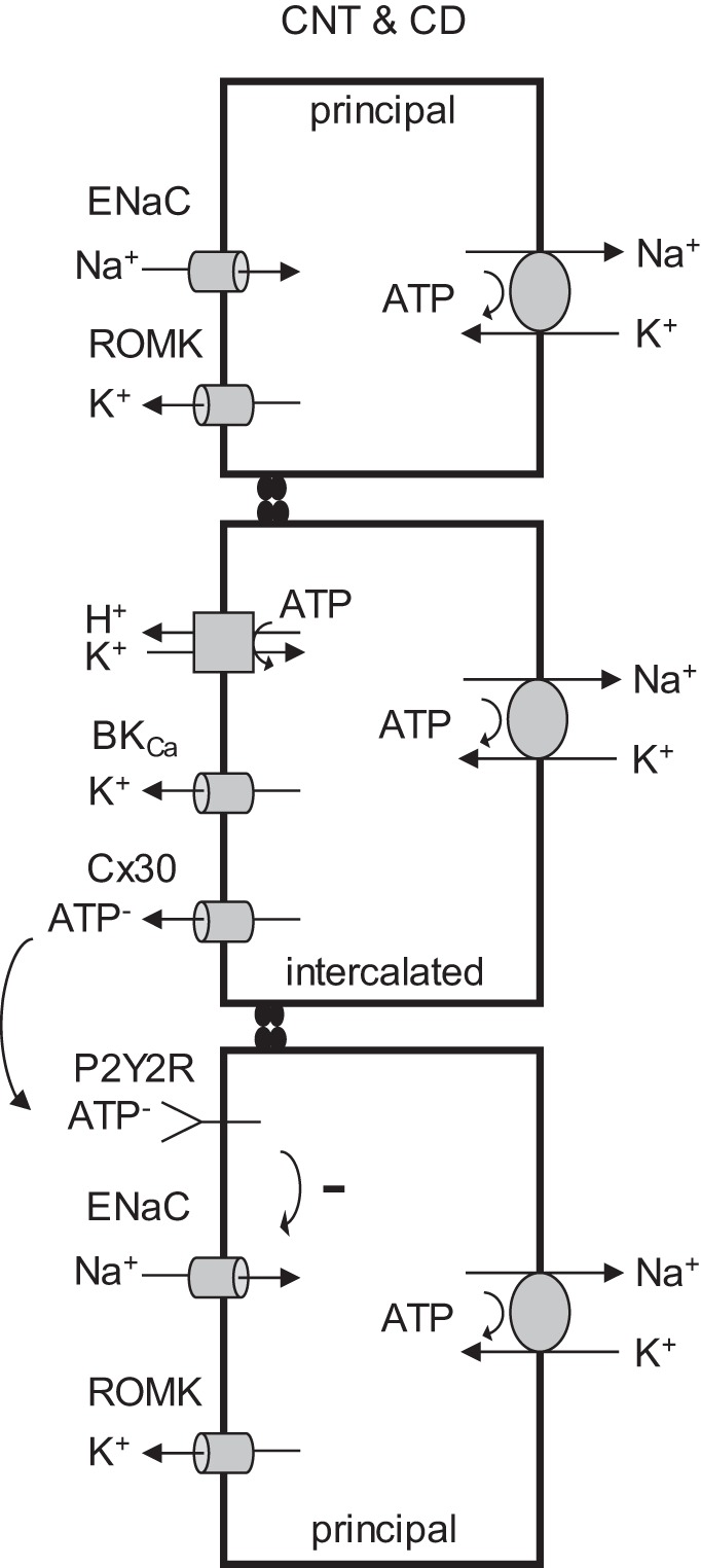 Fig. 6.