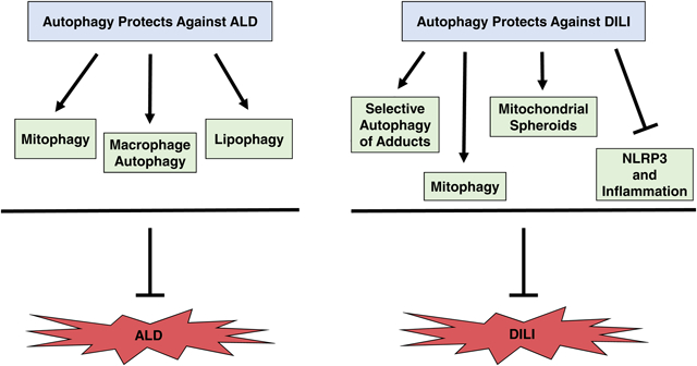 graphic file with name nihms-1547977-f0001.jpg