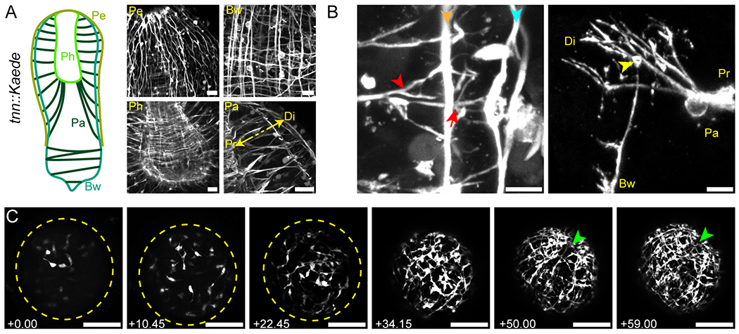 Figure 4: