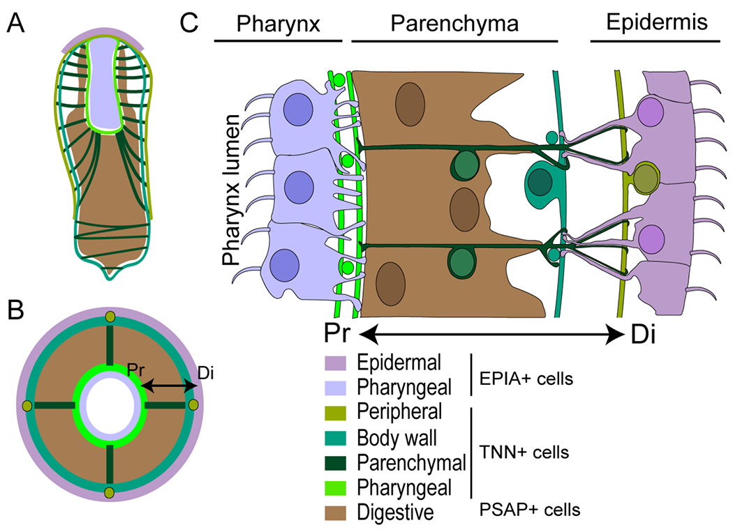 Figure 6: