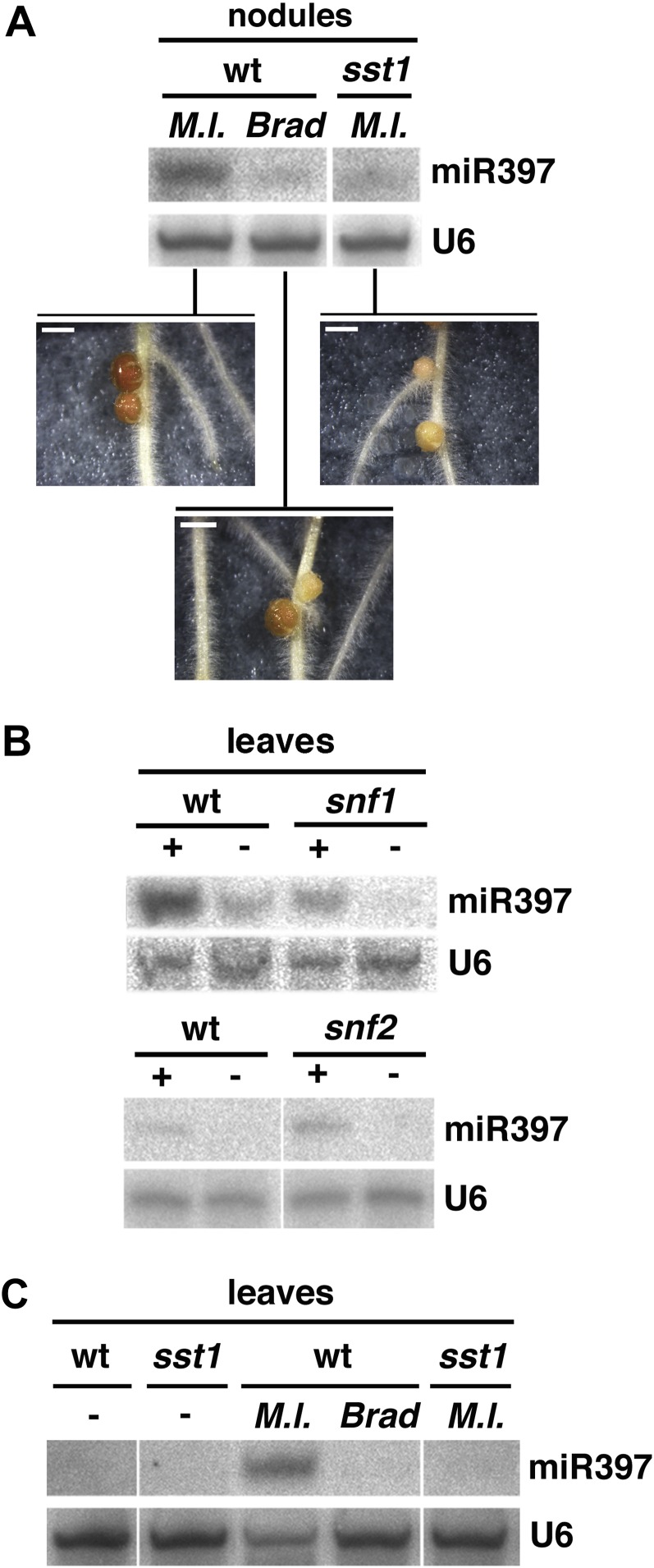 Figure 6.