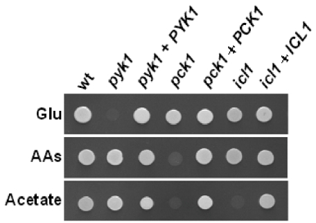 Fig. 5