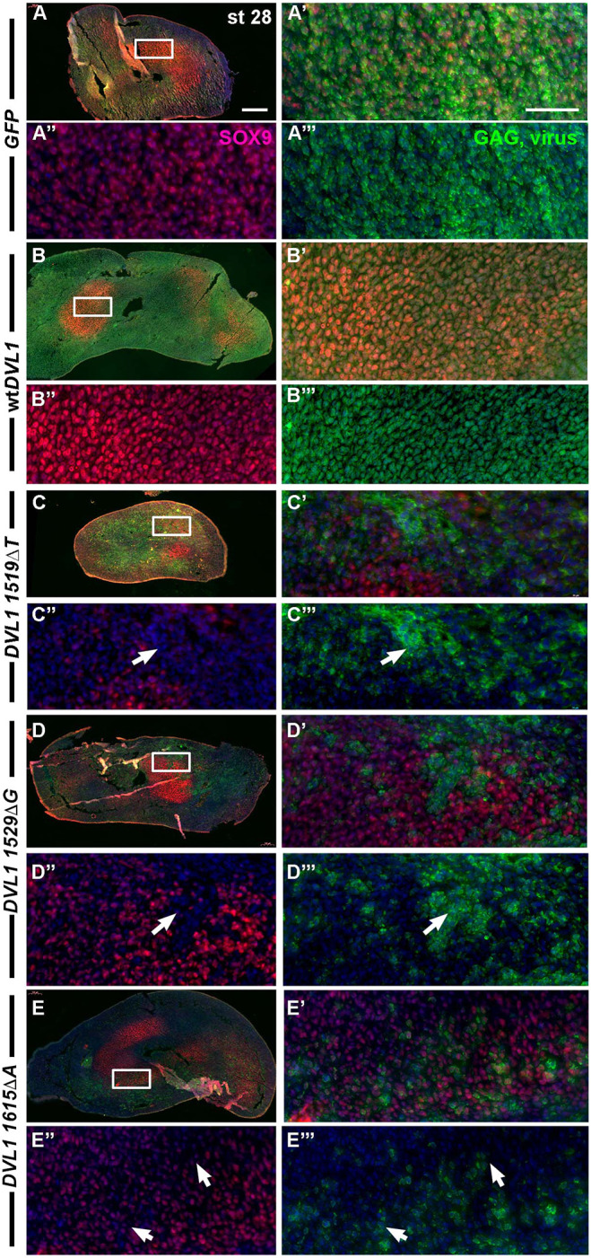 Fig. 3.