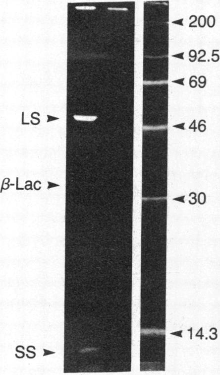 graphic file with name pnas00312-0275-c.jpg