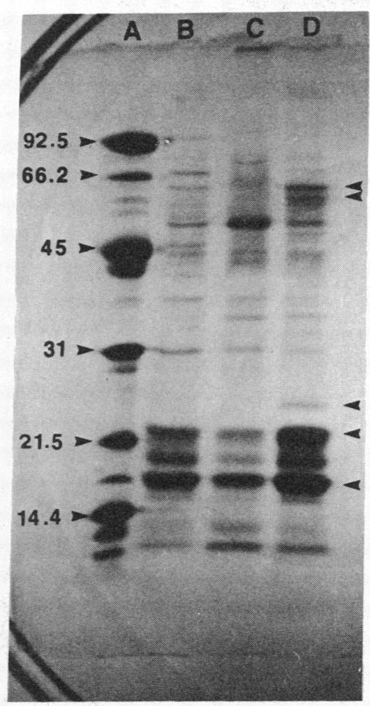 graphic file with name pnas00312-0275-a.jpg