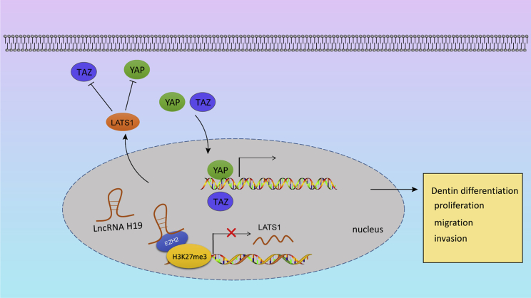 Figure 7