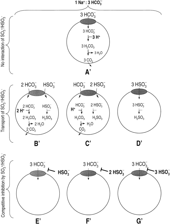 Figure 11b