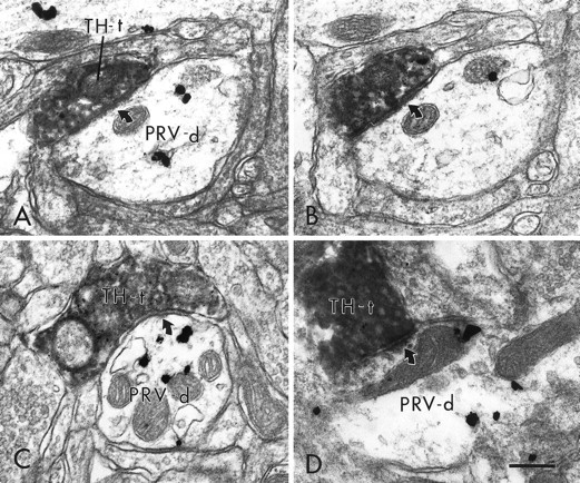 Fig. 8.