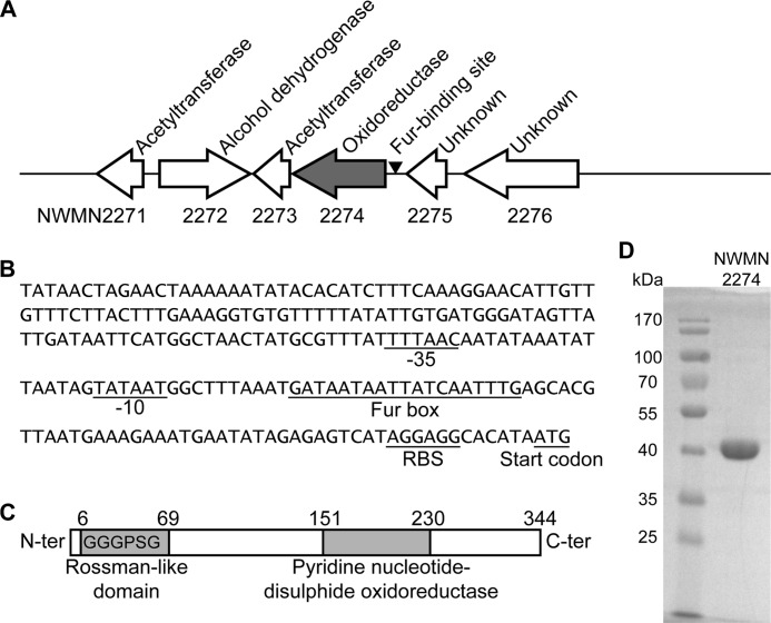 FIGURE 1.