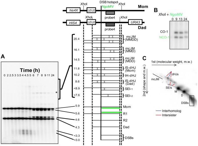 Figure 4