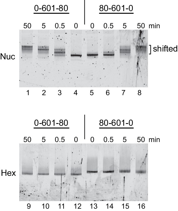 Figure 4—figure supplement 1.