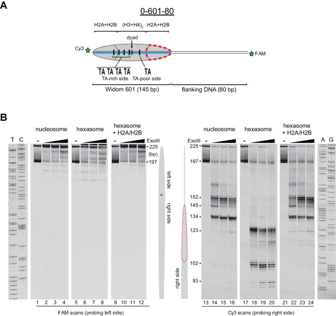 Figure 2—figure supplement 1.