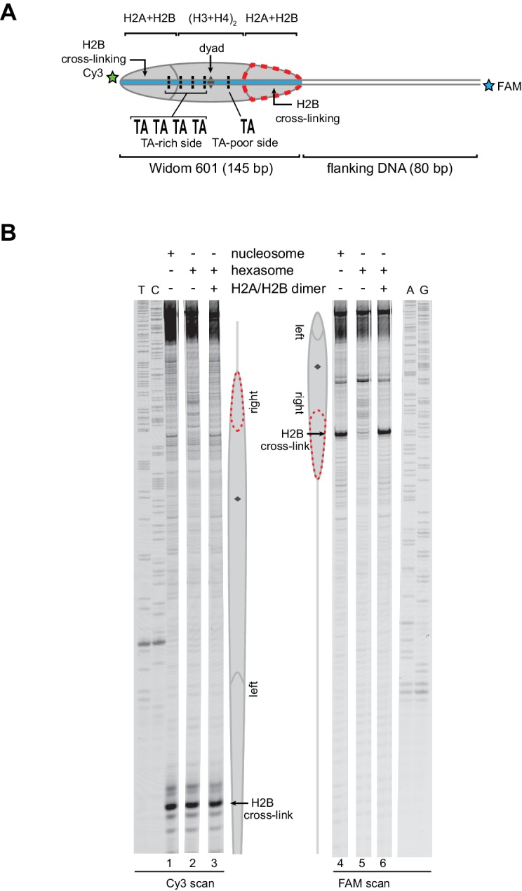 Figure 3—figure supplement 1.