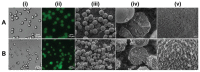 Figure 20