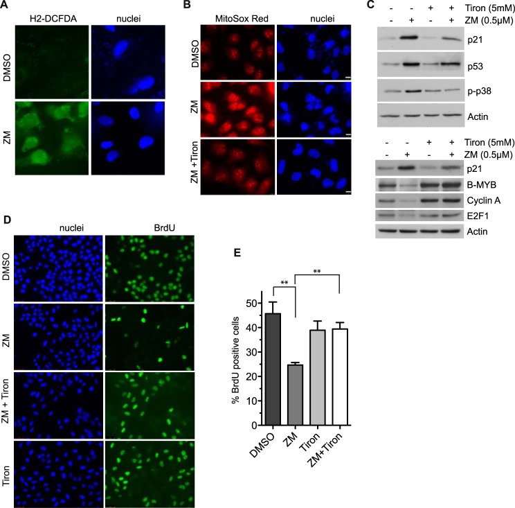 FIGURE 6.