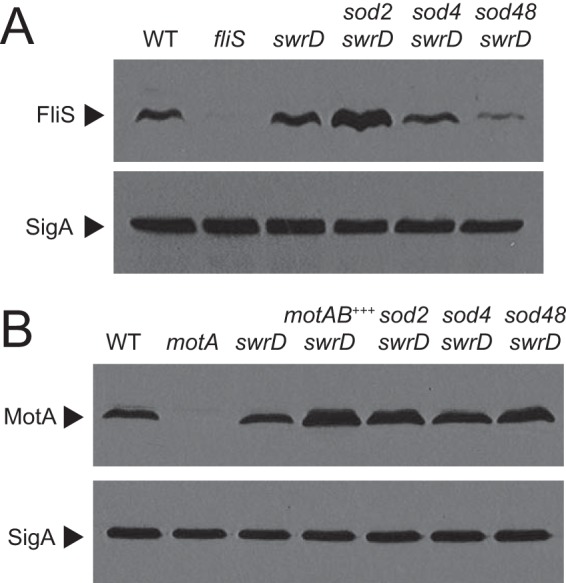 FIG 6