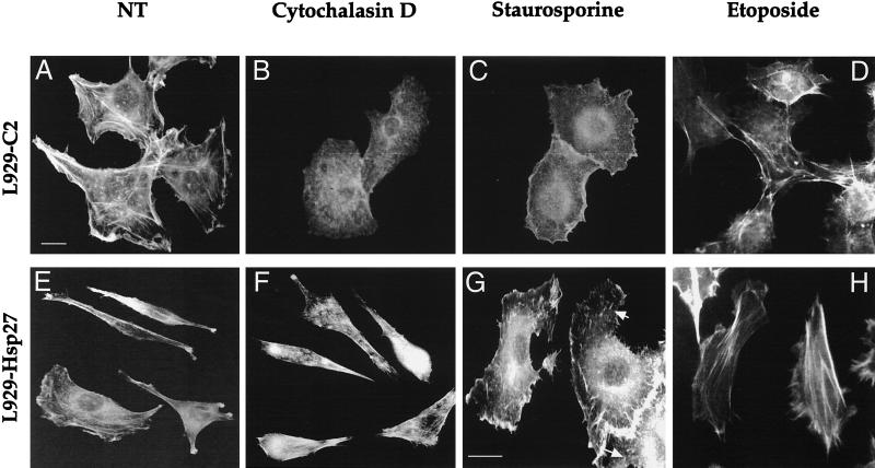 FIG. 13.