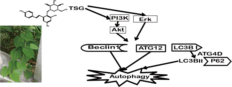 graphic file with name 12906_2020_2949_Figa_HTML.jpg