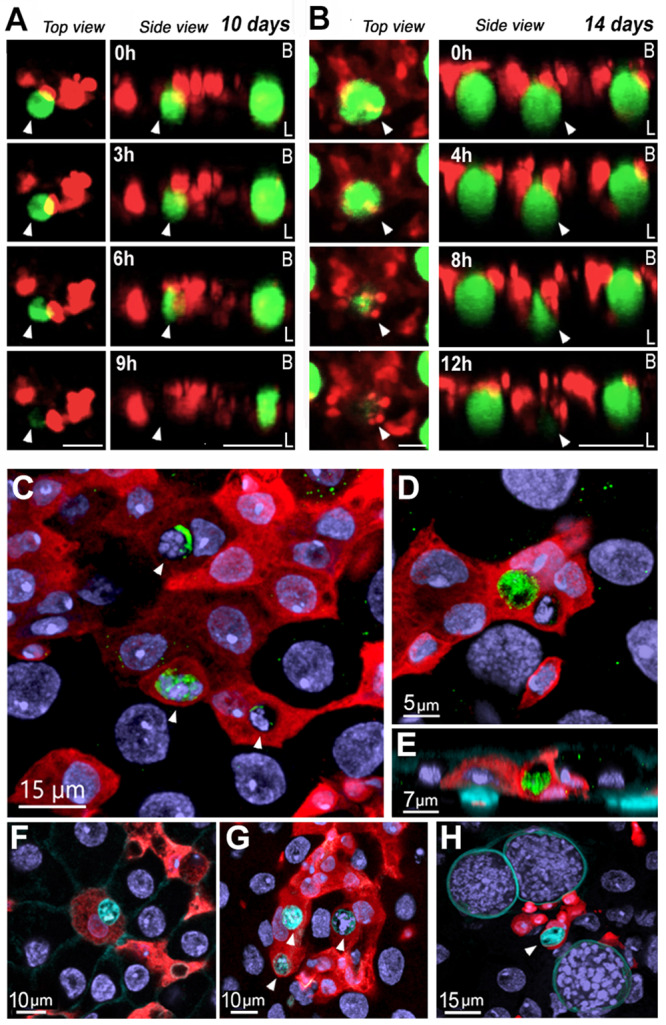 Fig. 4