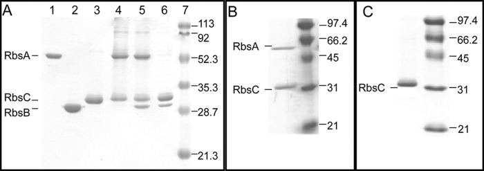 FIGURE 1.