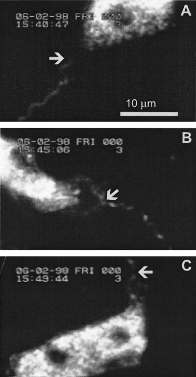 FIG. 1