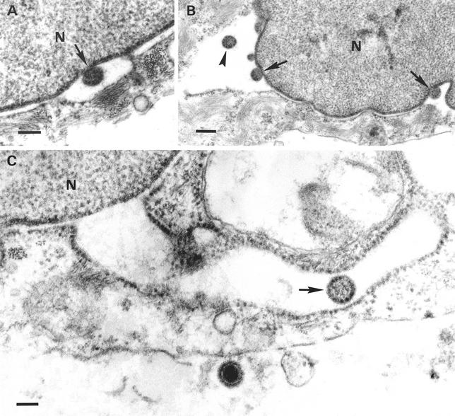 FIG. 2.