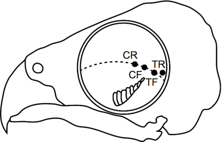 Fig. 1.