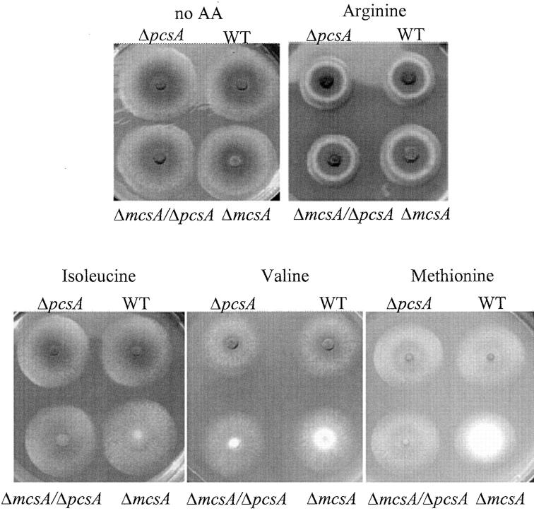 Figure 3.—