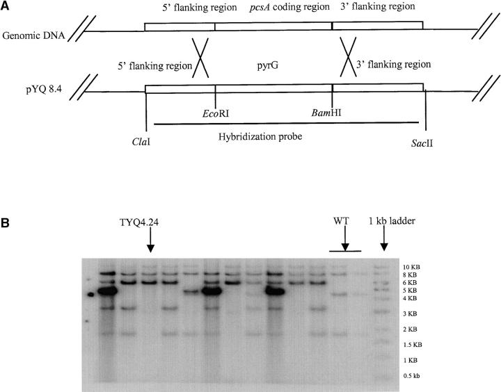 Figure 7.—