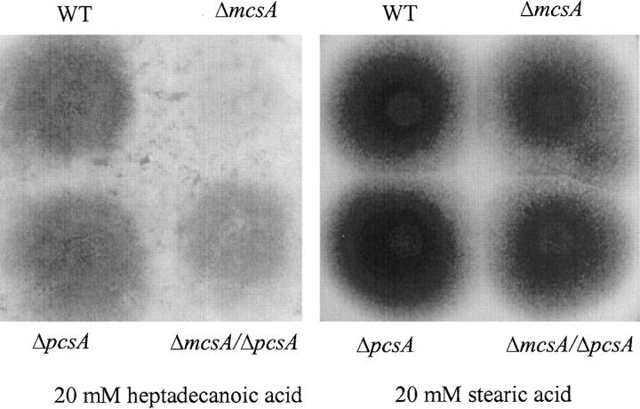 Figure 2.—