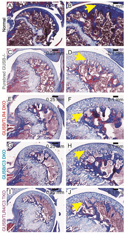 Fig 4