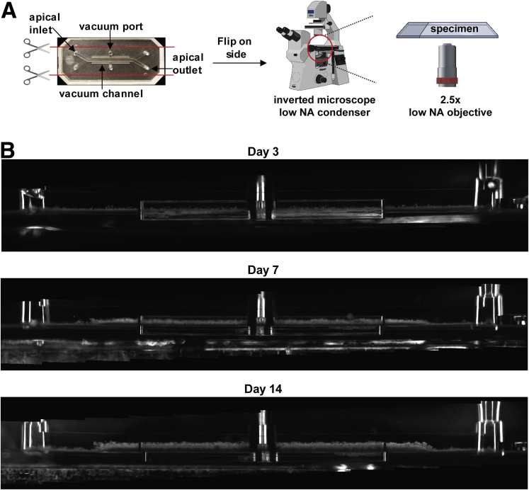 Figure 6