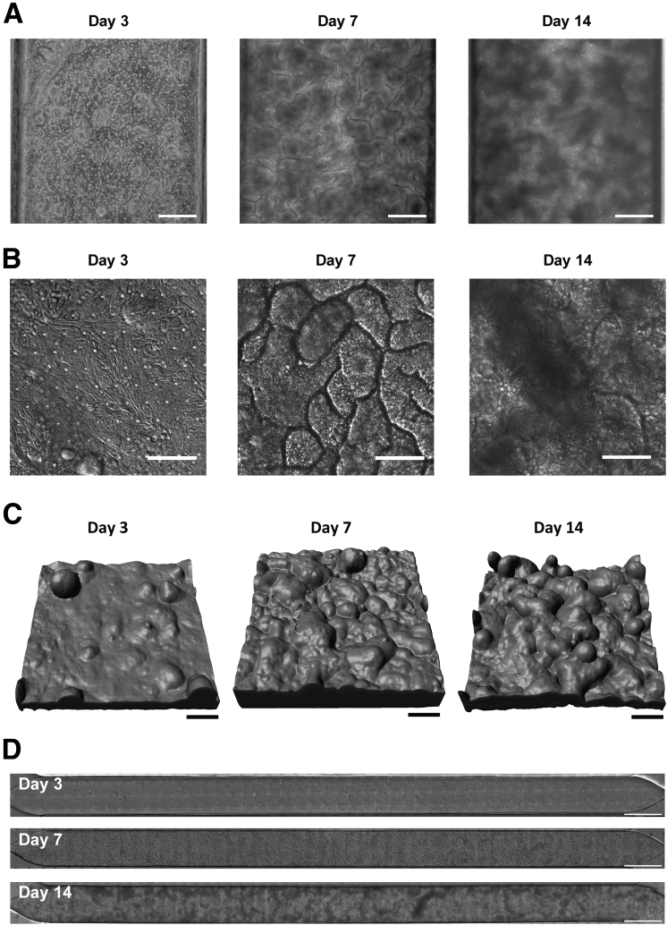 Figure 2