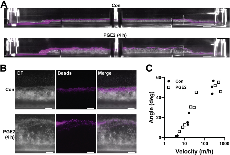 Figure 11