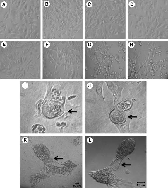 FIG. 5.