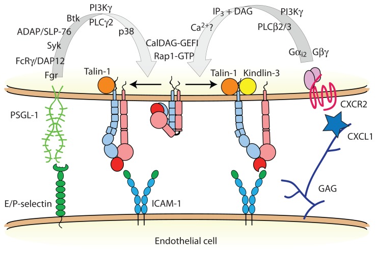 FIGURE 2