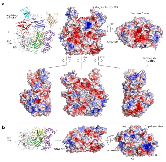 Figure 1—figure supplement 3.