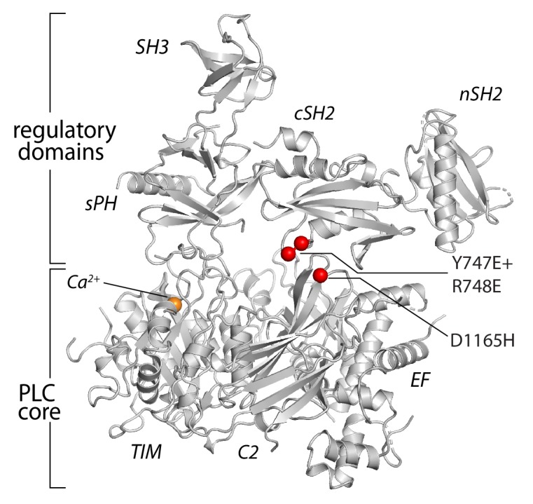 Figure 4—figure supplement 2.