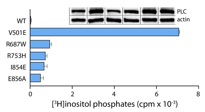 Figure 5—figure supplement 2.