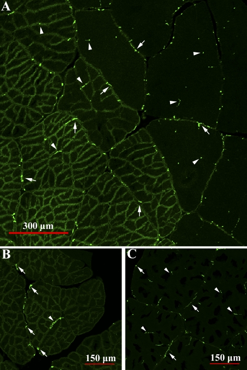 Fig. 11.