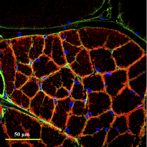 Fig. 8.