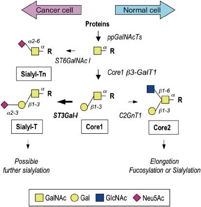 Fig. 1