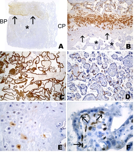 Figure 5