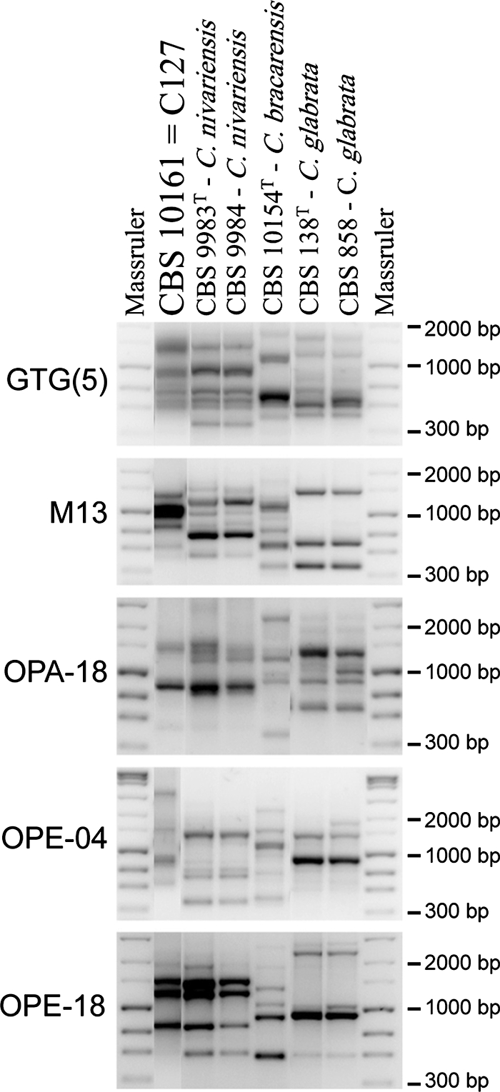 FIG. 2.