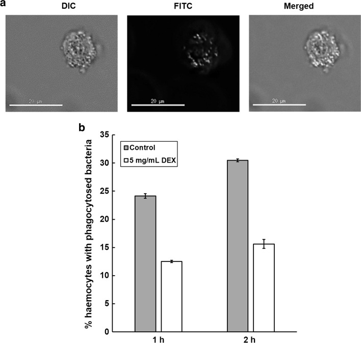 Fig. 4