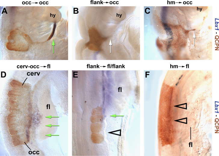 Fig. 10