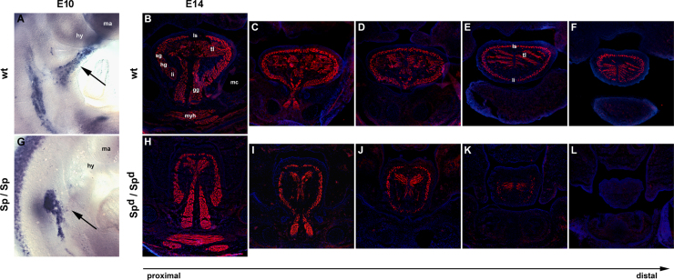 Fig. 12