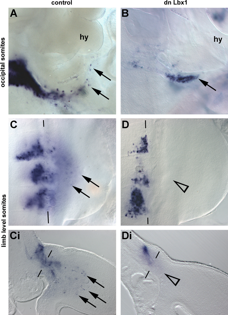 Fig. 11