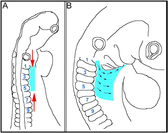 Fig. 13