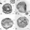 Fig 5